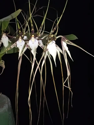 Bild von Brassia gireouldiana 1